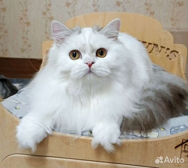 Шотландский кот Филимон