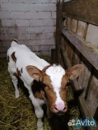 Тёлочка 1 месяц