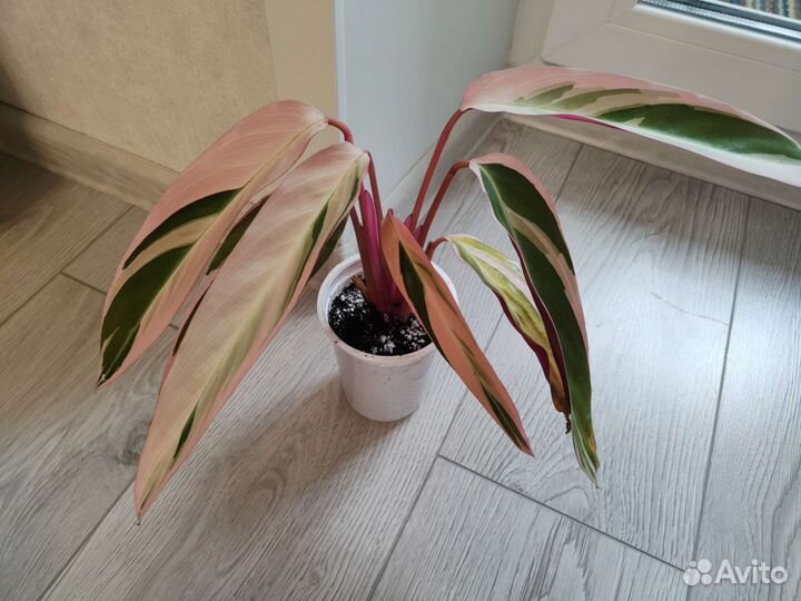 Комнатные растения (кротн,калатея, монстера и др)