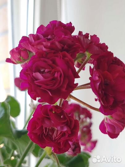 Пеларгонии сортовые ив-Есфирь Прекрасная и другие