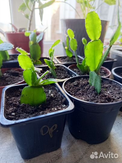 Рипсалидопсис оранжевый