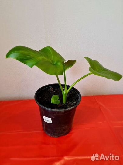 Калла эфиопская