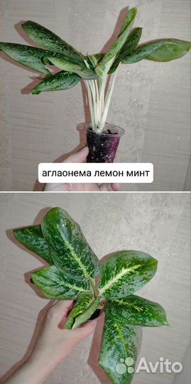 Комнатные растения разные