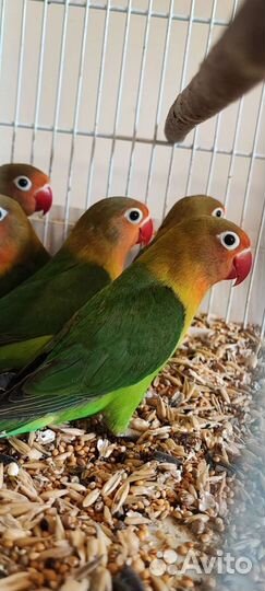 Попугай неразлучники