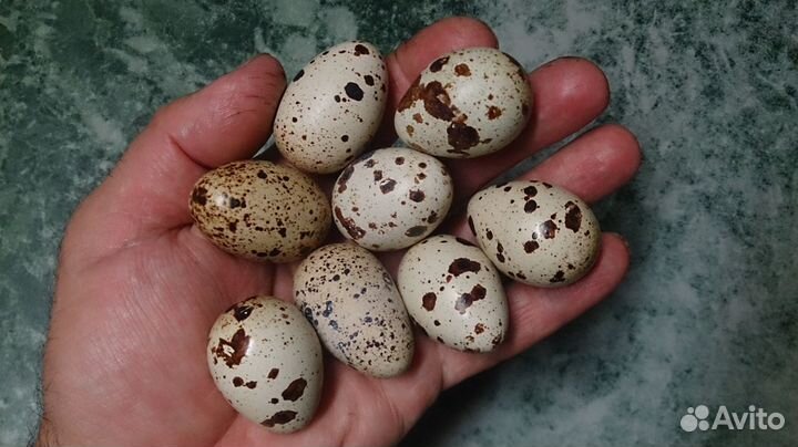 Перепела (Техасец, несушка), ия