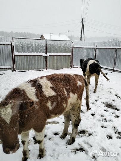 Телки 9 месяцев