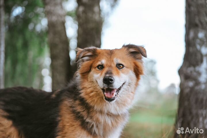 Нежная Герда скучает в приюте