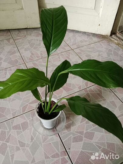 Спатифиллум