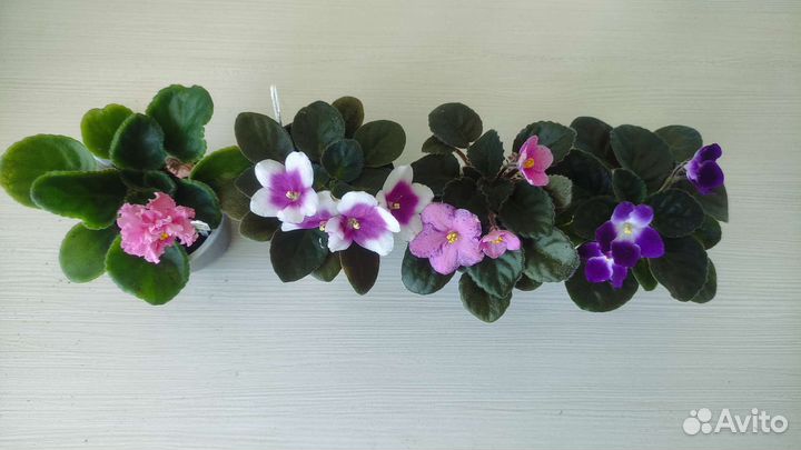 Фиалки набор