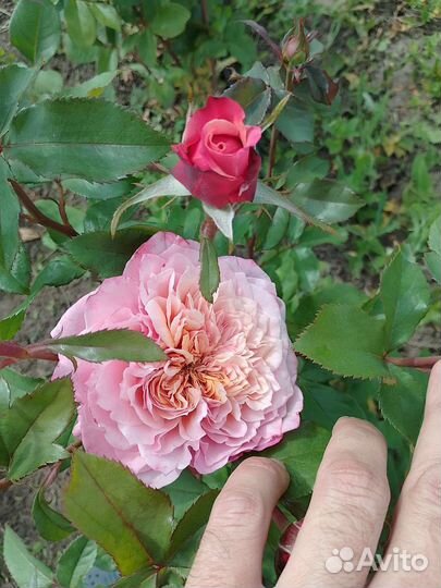 Саженцы роз