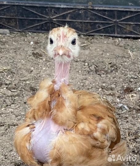 Голошейка молодки