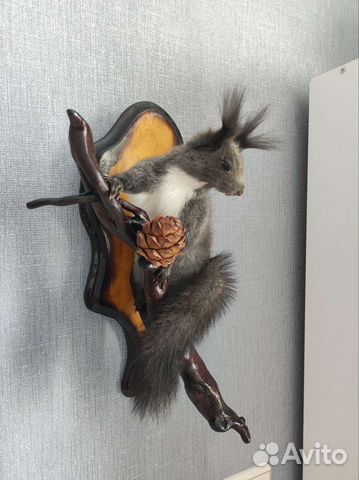 Чучело белки