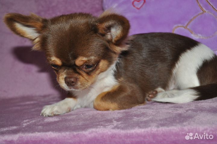 Самарский бриллиантик