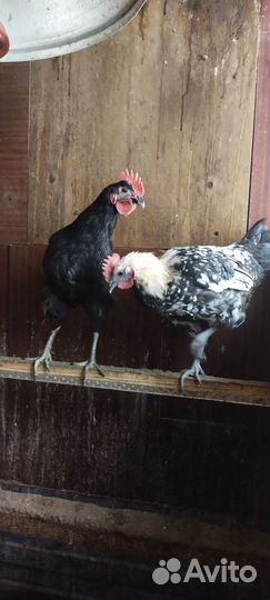 Молодые петухи