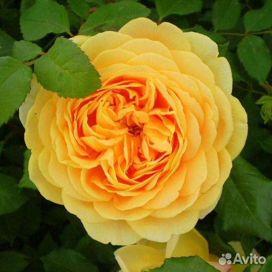 Роза Грехам Томас (Graham Thomas)