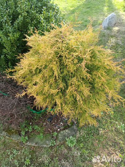 Декоративные кустарники