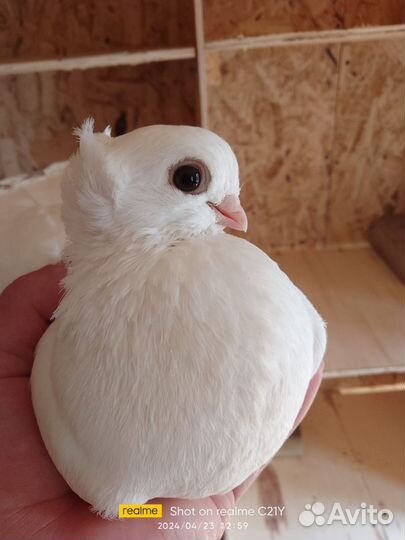 Статные голуби