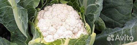 Семена Капусты 