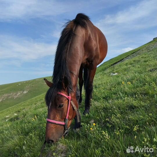 Лошадь жеребец