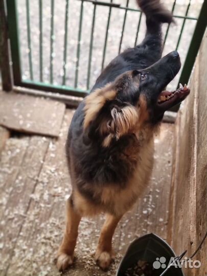 Собаки бесплатно в добрые руки