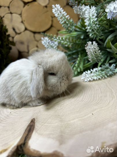 Карликовый кролик барашек вислоухий декоративный