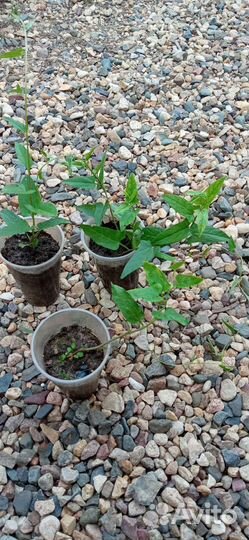 Растения для сада. Калистегия- махровый вьюн