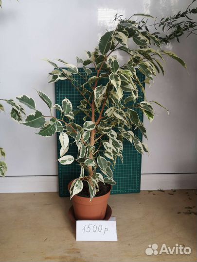 Комнатные растения