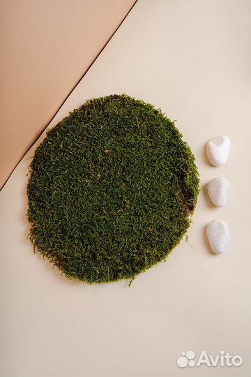 Кочка Императорская мох