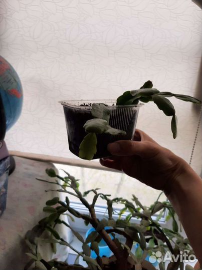 Декабрист большой и отростки