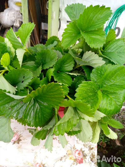 Саженцы клубники Гигантеллы