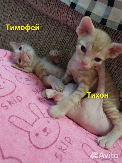 Донской сфинкс котята