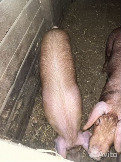 Подросшие Поросята ландрас дюрок