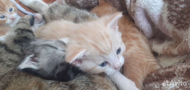 Котята в добрые руки