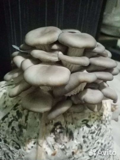 Готовые блоки Вешенки