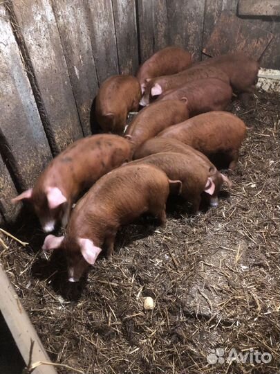 Поросята дюрок+венгерская мангалица