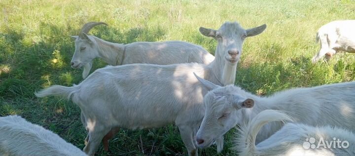 Зааненская коза