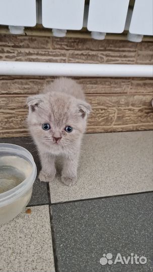 Британские котята