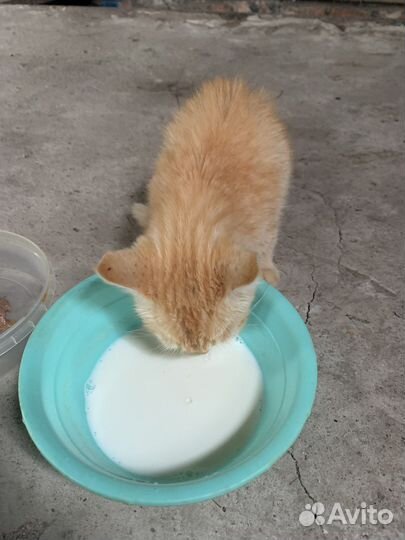 Рыжий котенок, девочка