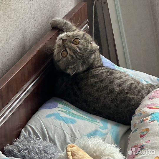 Шотландская вислоухая кошка бесплатно