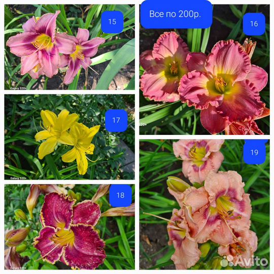 Лилейники, юкка