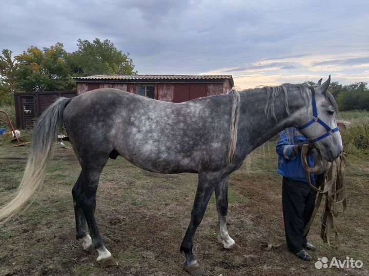 Жеребец орловский рысак