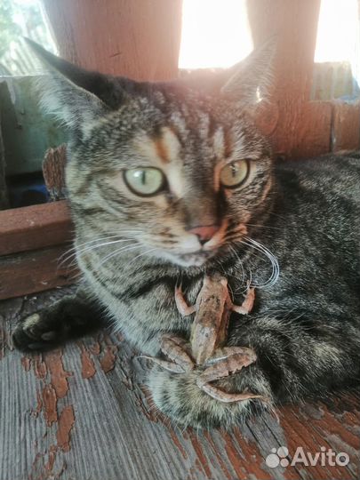 Отдам бесплатно кошку