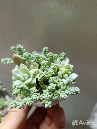 Эхеверии, Седумы