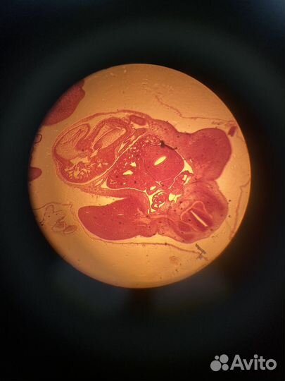 Репетитор по биологии