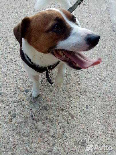 Джек Рассел терьер