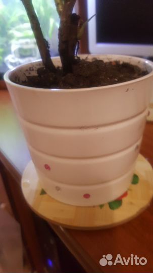 Герань красная розочками Обмен на овощи