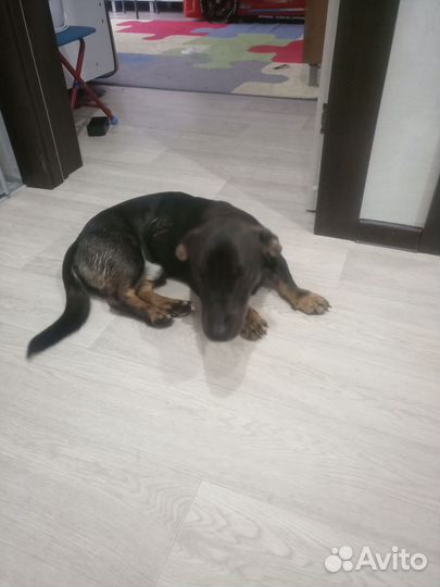 Собака в добрые руки отдам бесплатно