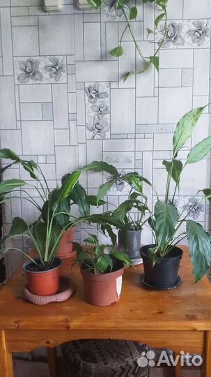 Спатифиллум