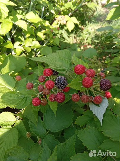 Саженцы черной малины (ежемалины, ежевики)