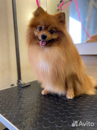 Услуги грумера для кошек и собак